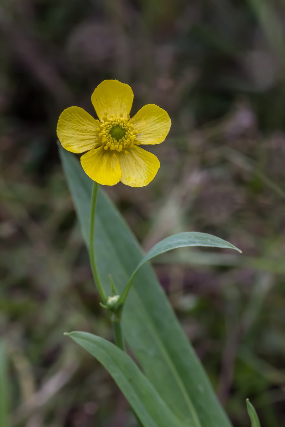 Лютик длиннолистный (Ranunculus lingua l.)