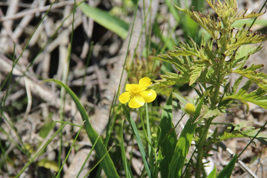 Лютик длиннолистный "grandiflora"