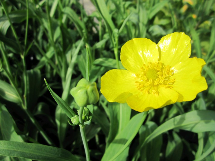 Лютик длиннолистный (Ranunculus lingua l.)