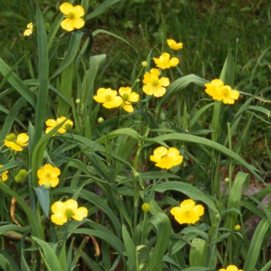 Лютик стоповидный