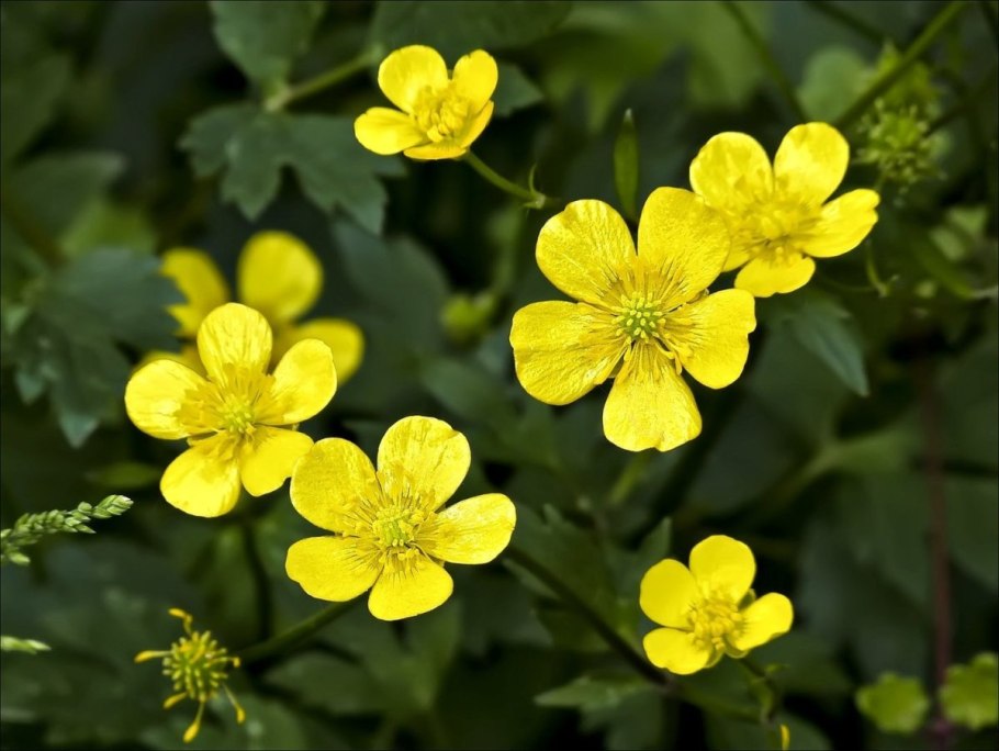 Лютик болотный желтый