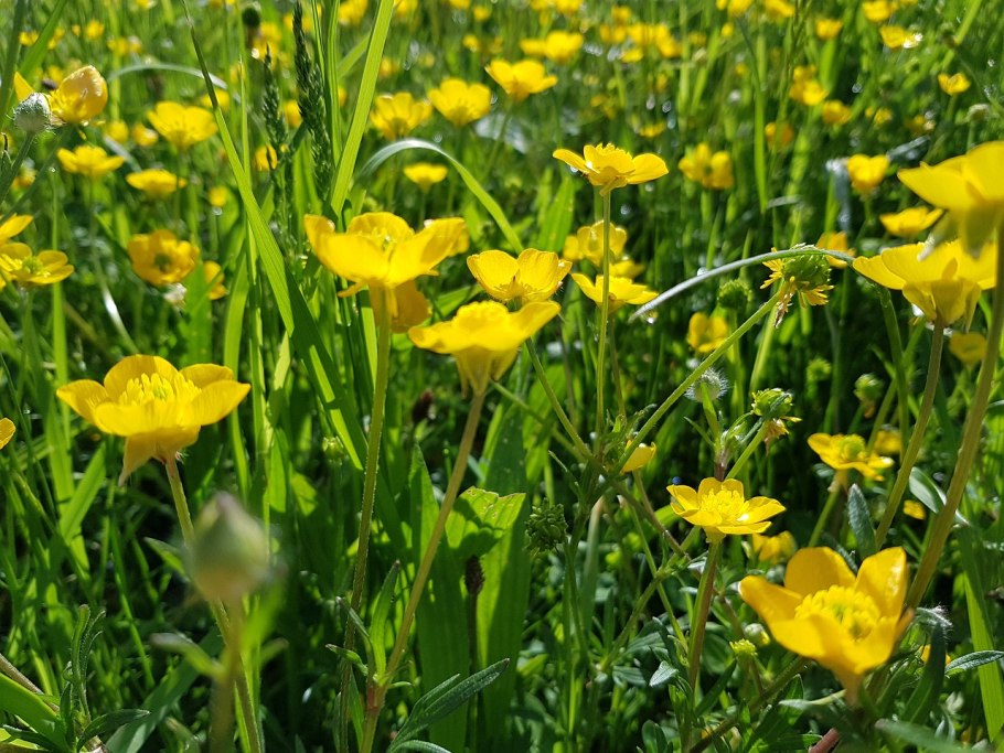 Лютик стоповидный