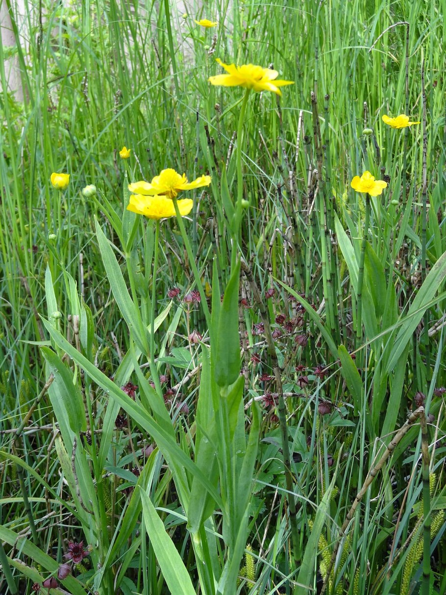 Весенние цветы лютики