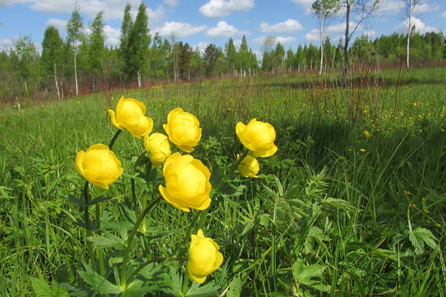 Лютик языковидный