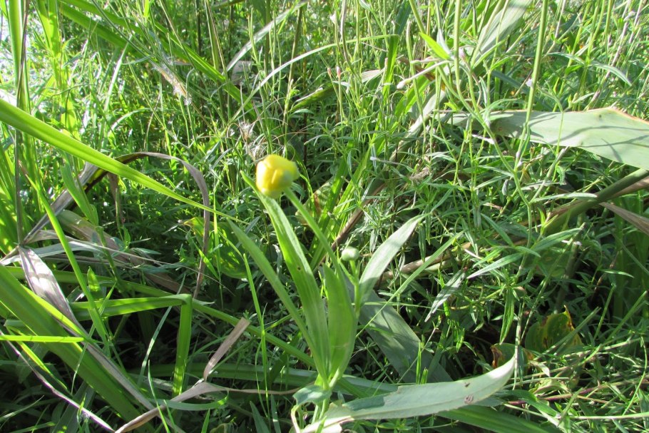 Лютик длиннолистный (Ranunculus lingua l.)