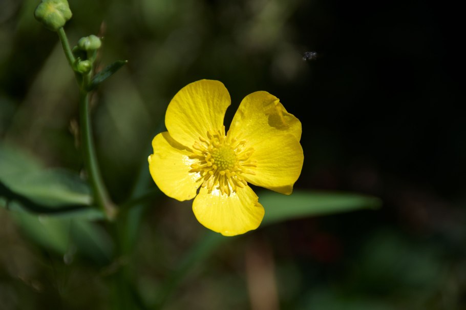 Лютик длиннолистный "grandiflora"