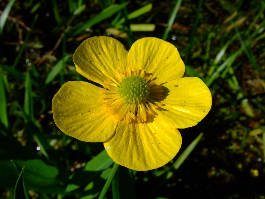 Лютик языколистный