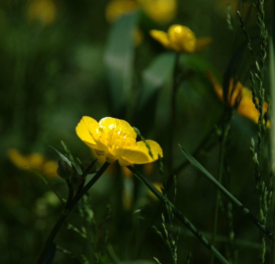 Лютик едкий распространение