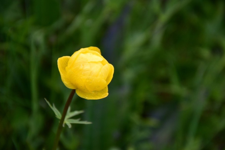 Лютик золотистый