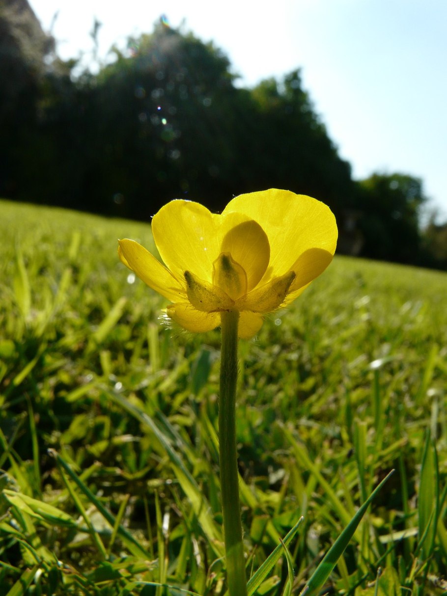 Лютик золотистый (Ranunculus auricomus l.)