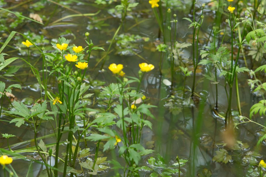 Лютик золотистый