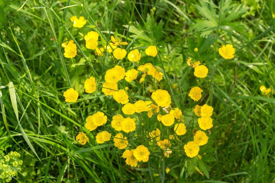 Лютик луковичный