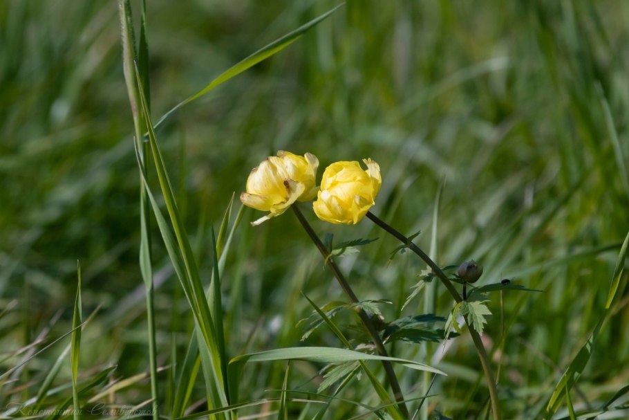 Лютик бокоцветковый