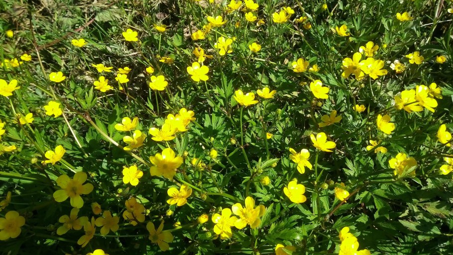 Лютик укореняющийся