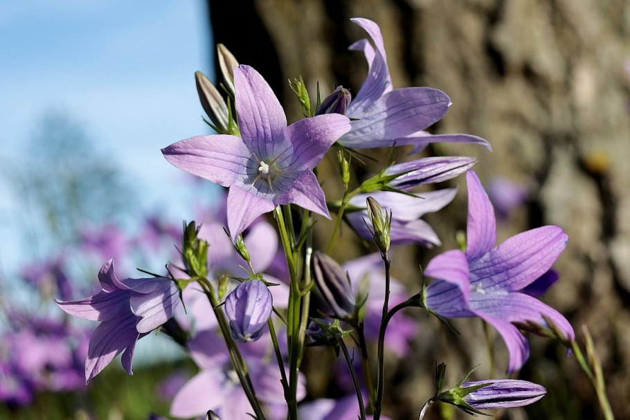 Колокольчик раскидистый цветок