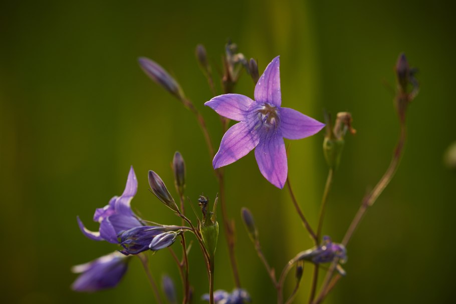 Цветы колокольчики Сибирский