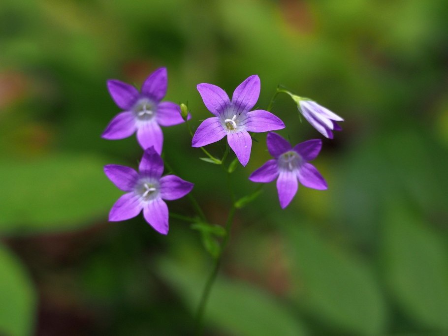 Колокольчик раскидистый экологическая группа