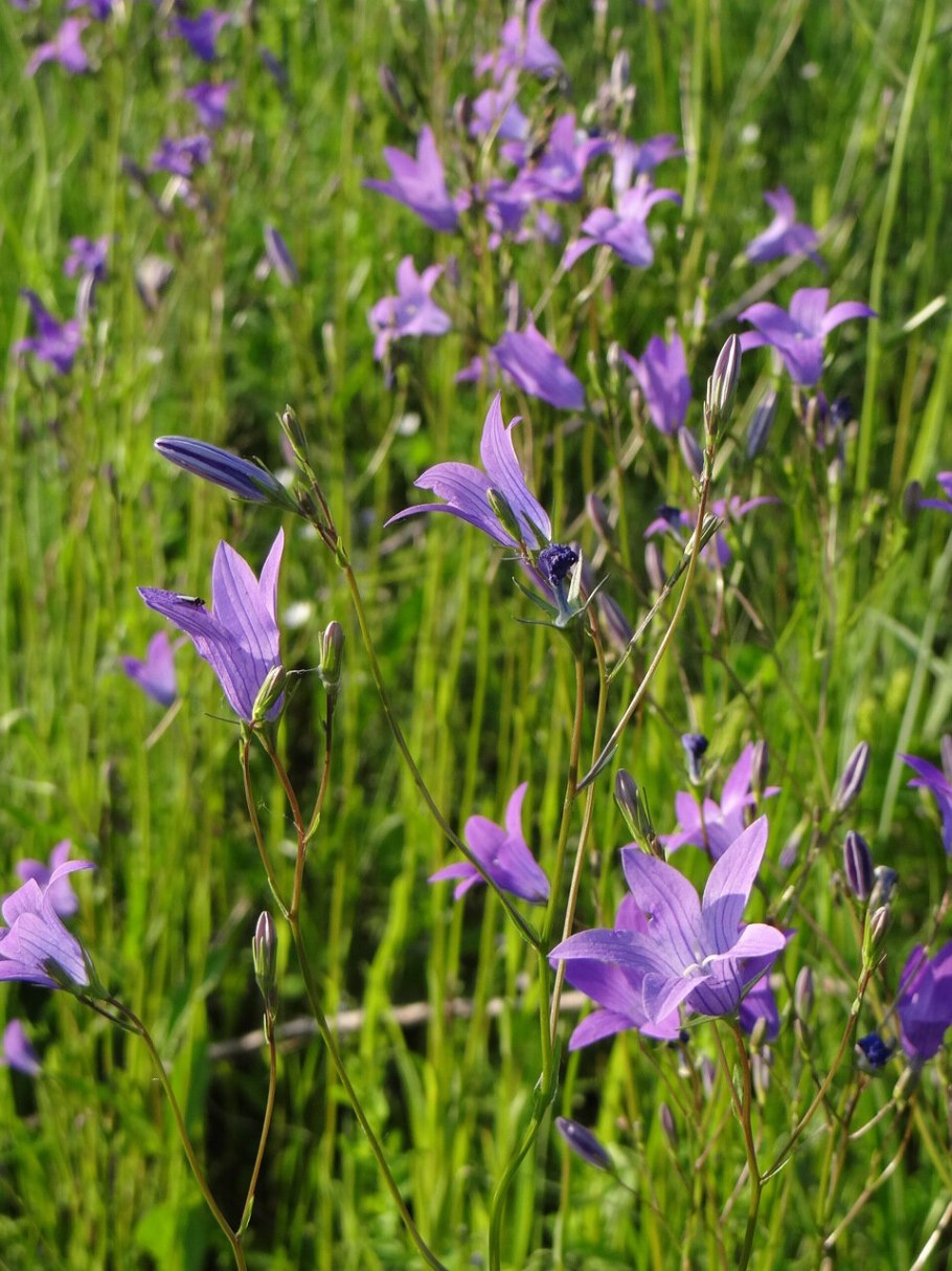 Колокольчик раскидистый плод