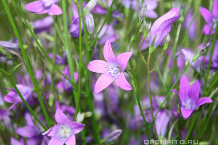 Колокольчик цветок весенний цветок