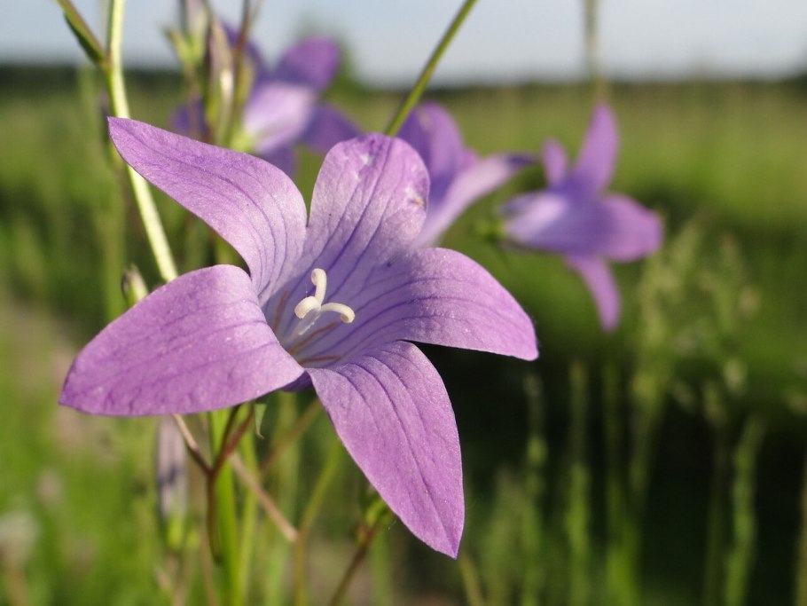 Колокольчик раскидистый стебель