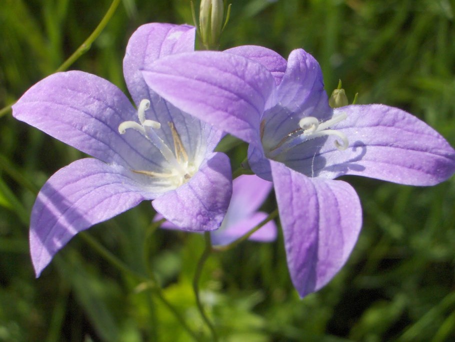 Campanula patula