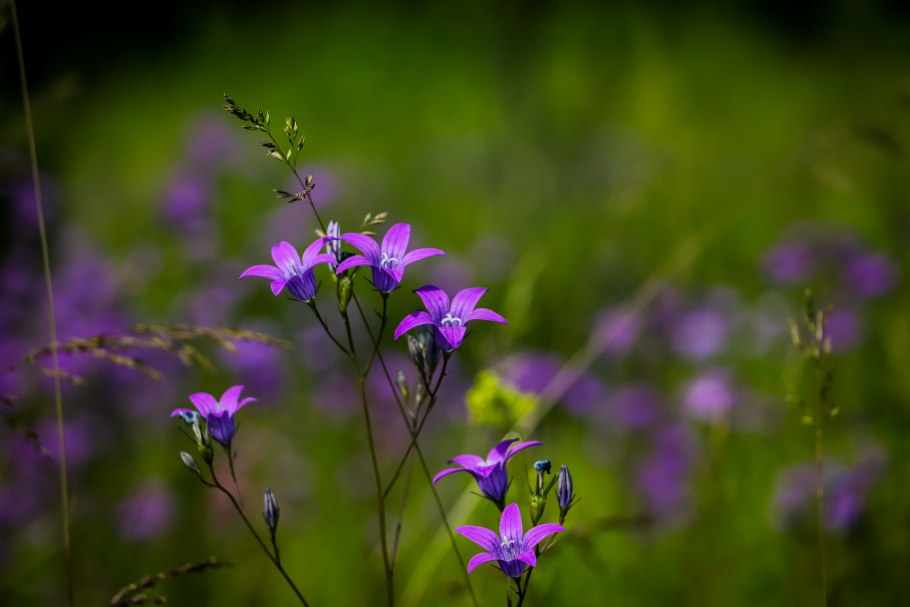 Колокольчики полевые
