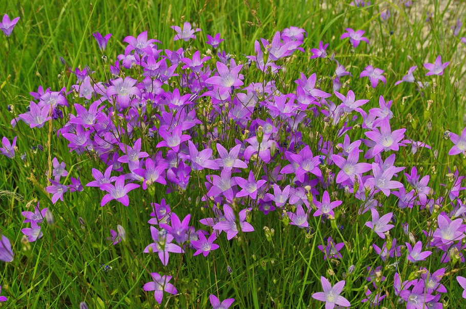 Campanula patula