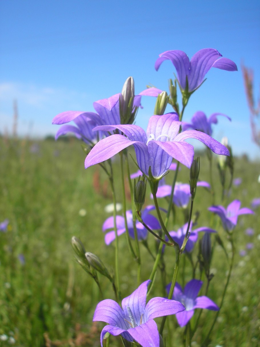 Campanula kirpichnikovii