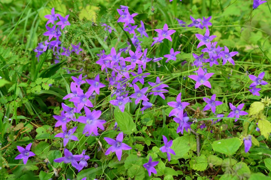 Campanula patula