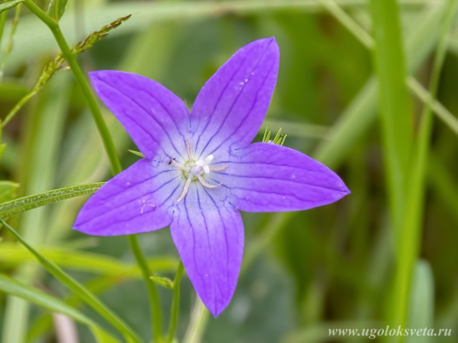 Колокольчик раскидистый редкое растение