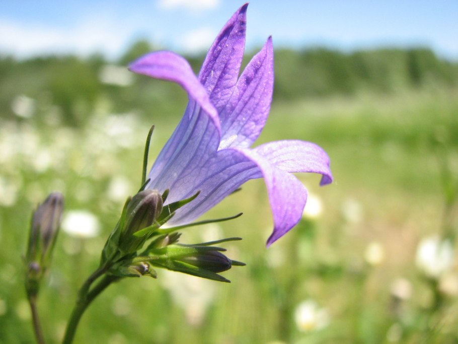 Campanula patula