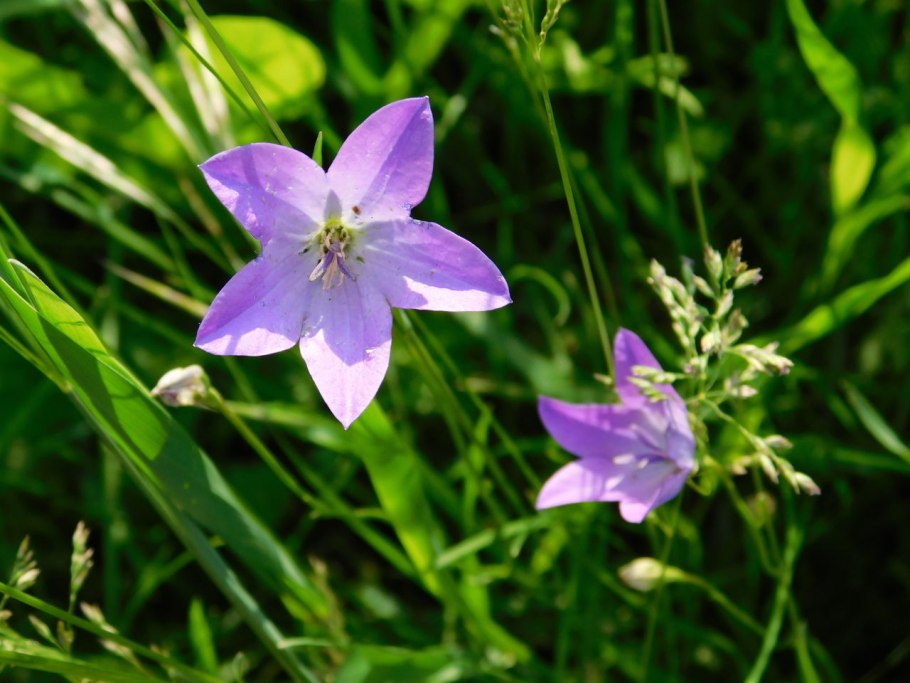 Колокольчик раскидистый белый