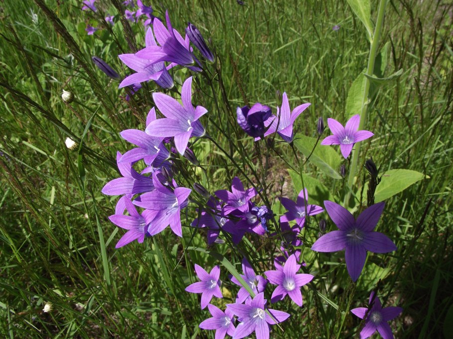 Campanula patula