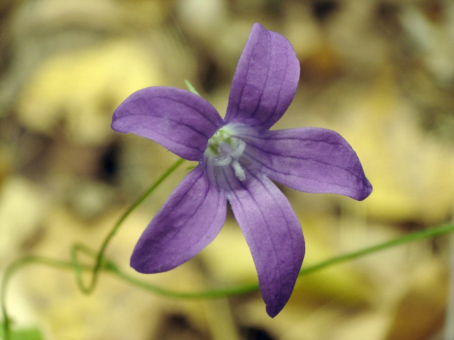 Прилистники колокольчик раскидистый