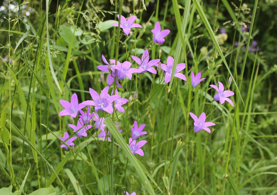 Колокольчик одноцветковый