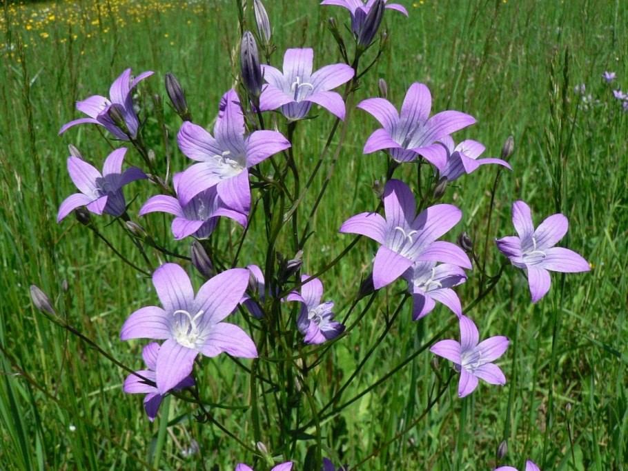 Campanula patula