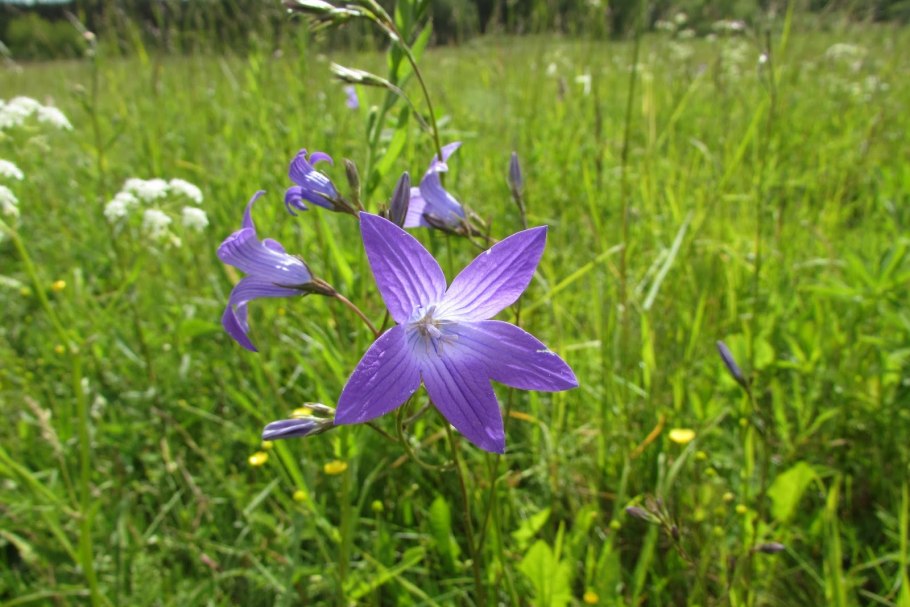 Растение колокольчик