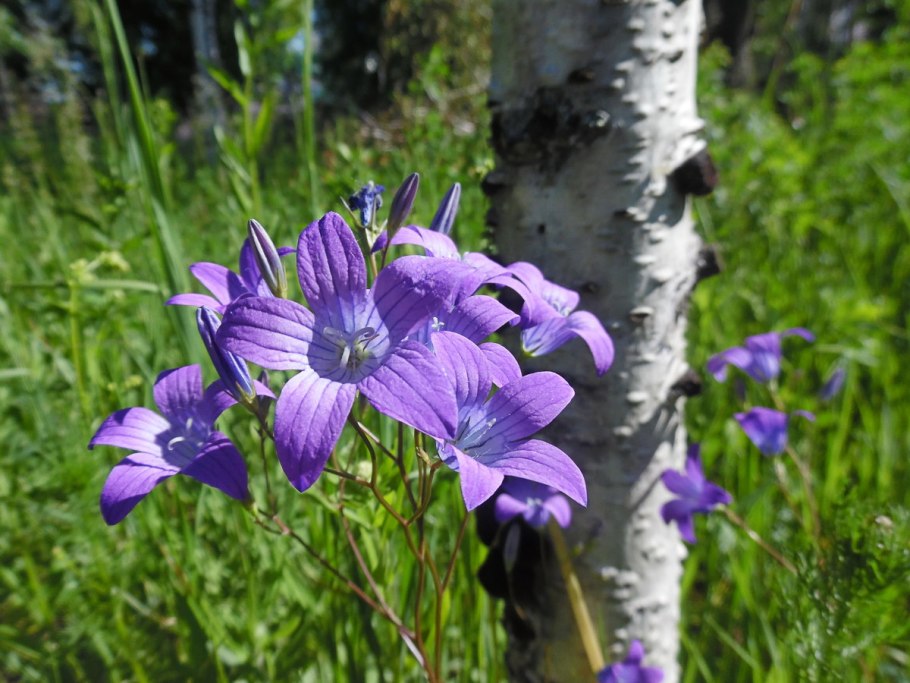 Campanula patula