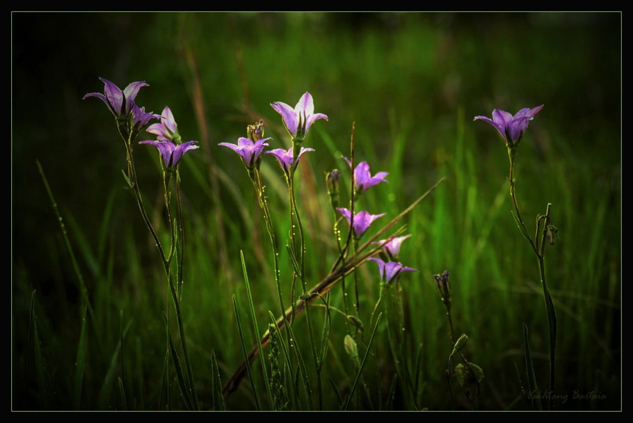 Колокольчик раскидистый цветок