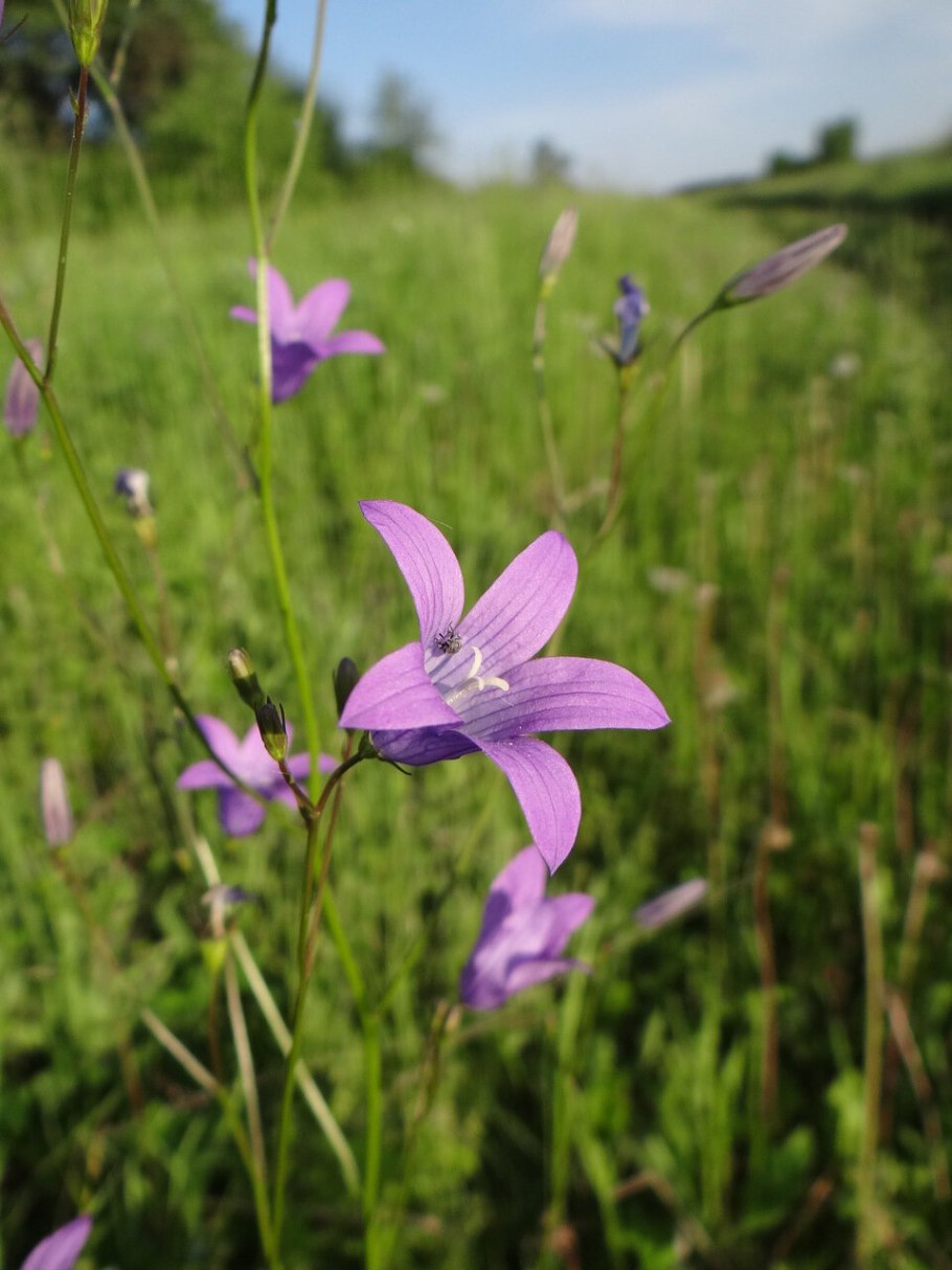 Колокольчик белоцветковый