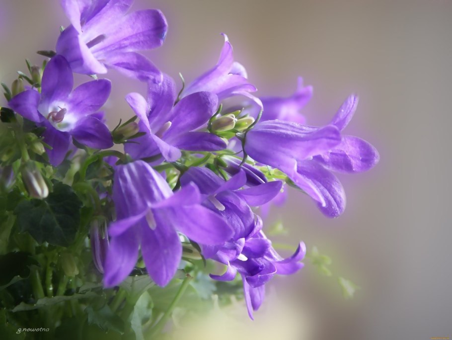 Колокольчик раскидистый фото