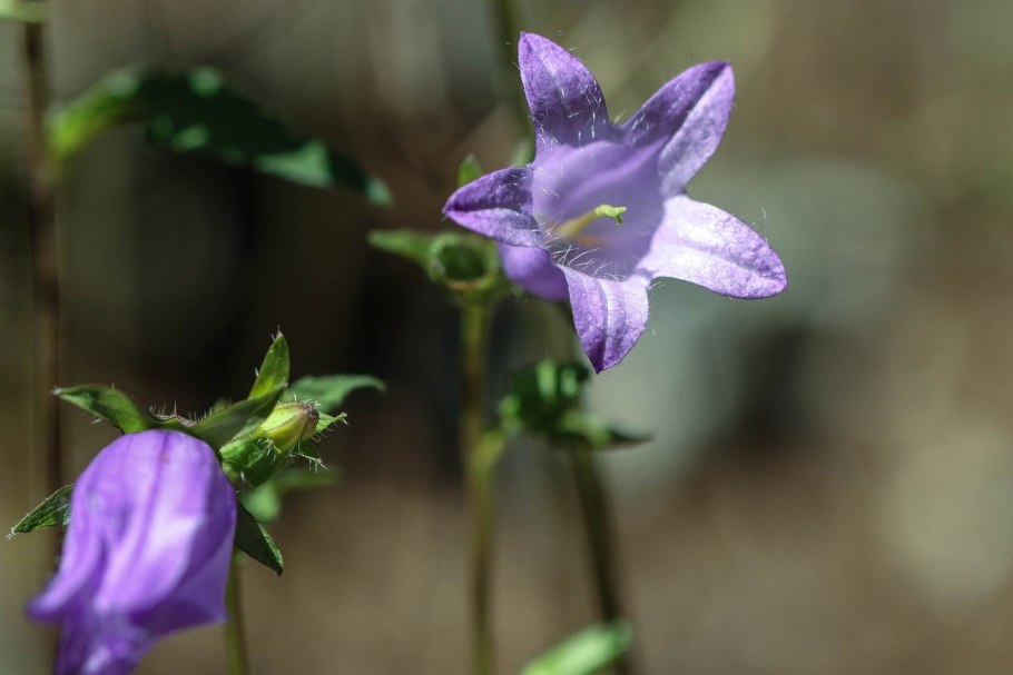 Campanula trachelium