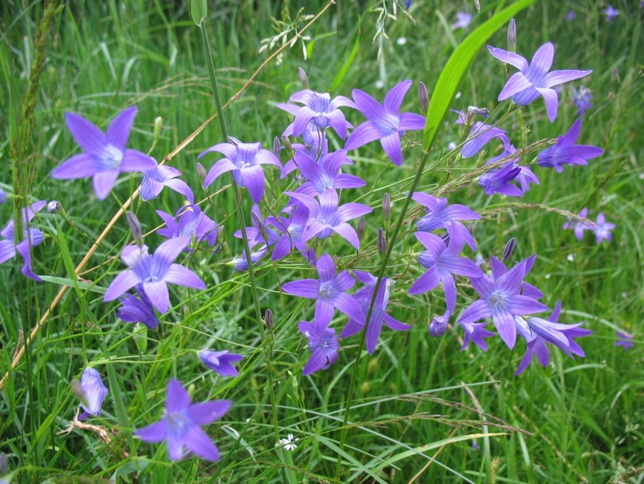 Колокольчик реснитчатый