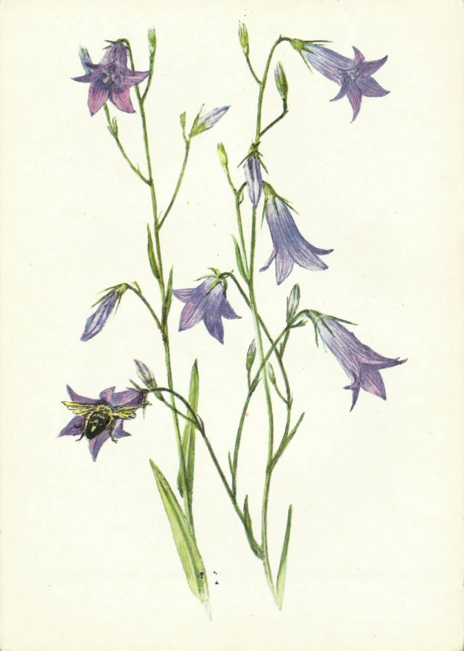 Мелкие колокольчики цветы