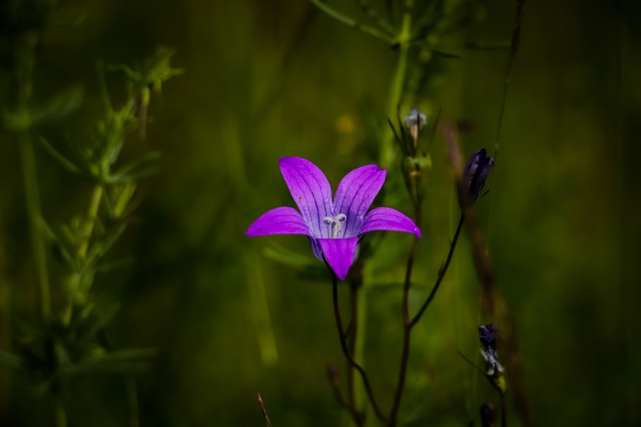 Колокольчик Луговой