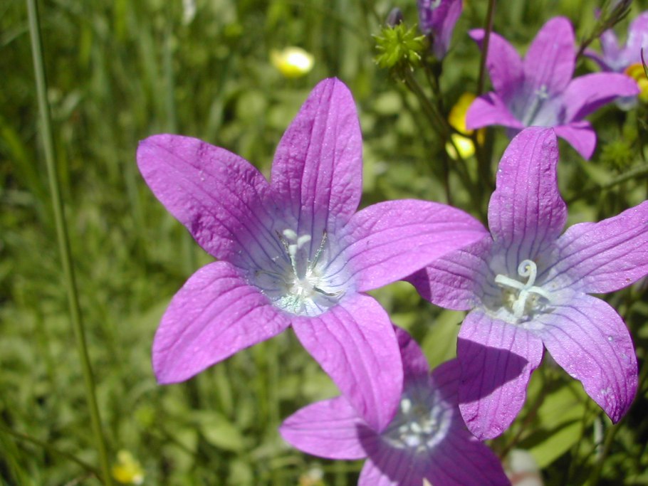 Колокольчик раскидистый Campanula patula