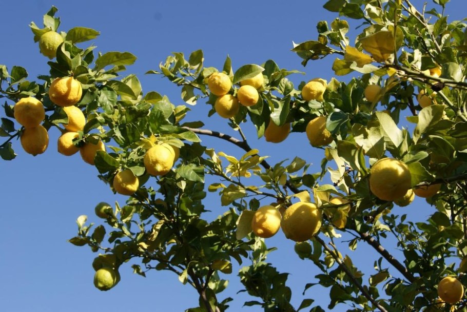 Плоды Марула