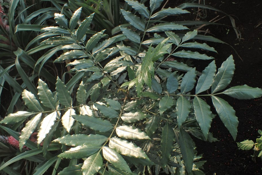 Марула Фрут