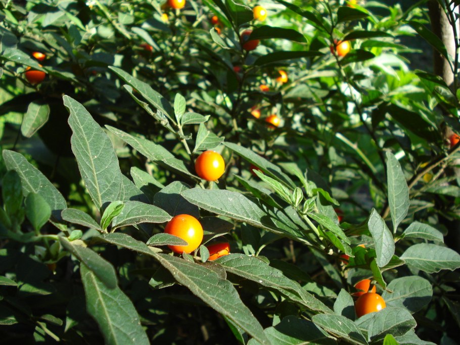 Гранат плоды сорта Анапа