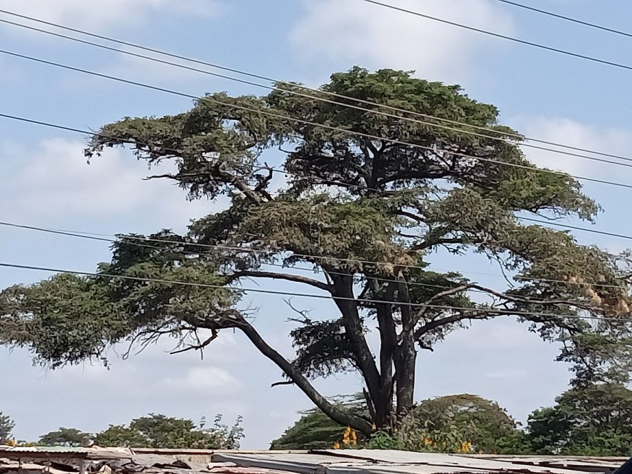Sclerocarya birrea SP.caffra